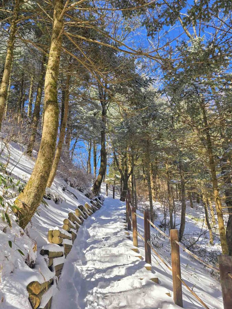 Escaliers dans une forêt enneigée